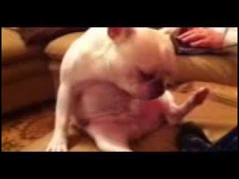 Masturbating dog Ssbbw anal squirt