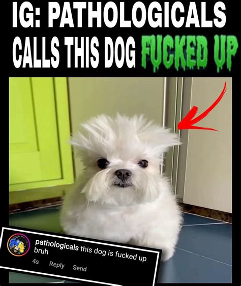 Milf fucks dog Homebanger red white and anal