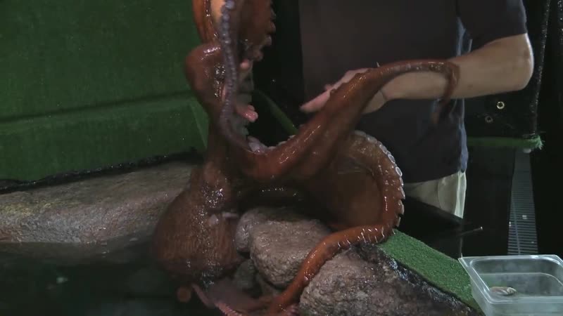 Octopus gay porn Porna kanali