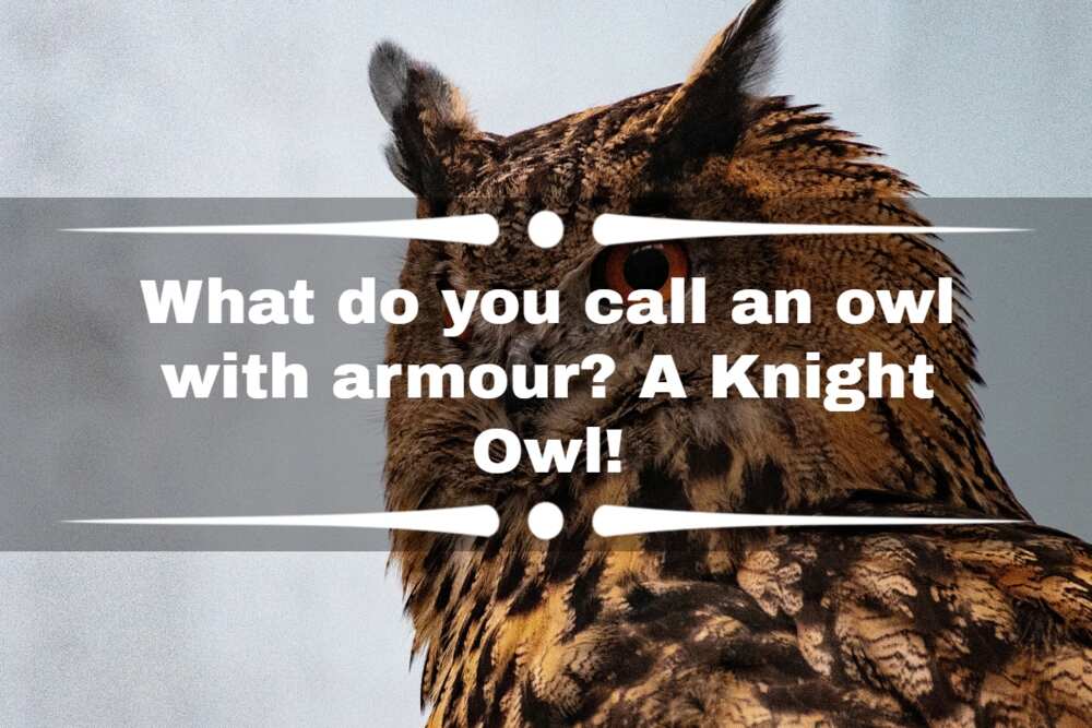 Owl jokes for adults Camille black anal