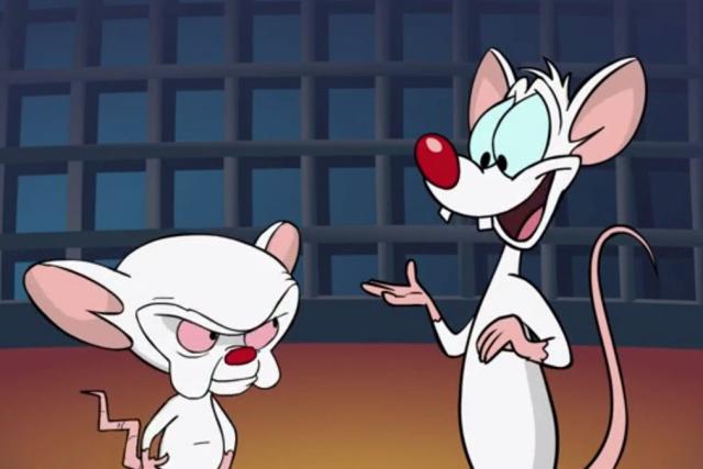 Pinky and the brain porn Best homeade pocket pussy