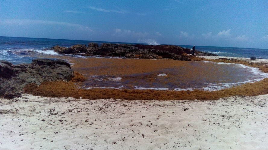 Playa del carmen seaweed webcam Feet tickle worship porn