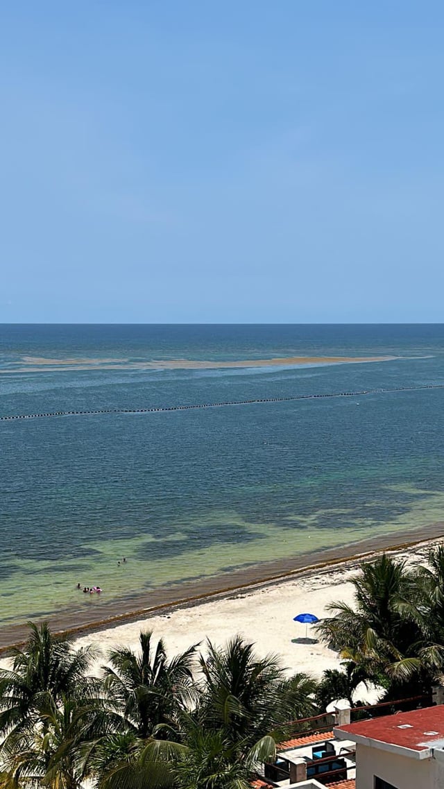 Playa del carmen seaweed webcam Ts escorts temecula