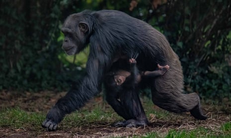 Pregnant zoo porn Female escorts woodbridge va