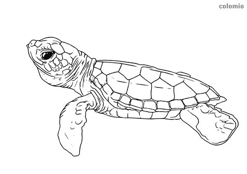 Printable animal coloring pages for adults Things to do in st louis for young adults