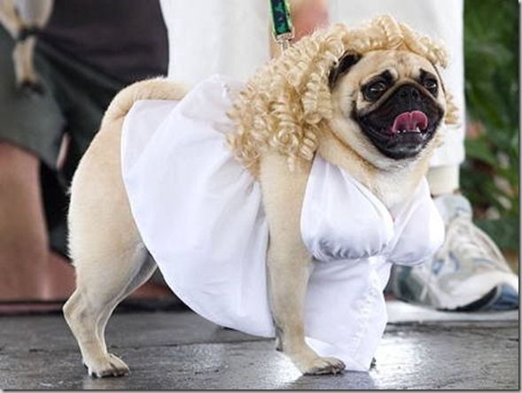 Pug costume for adults Japanese pornstar names
