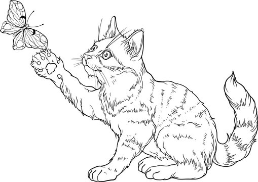 Realistic cat coloring pages for adults Escorts in lakewood wa