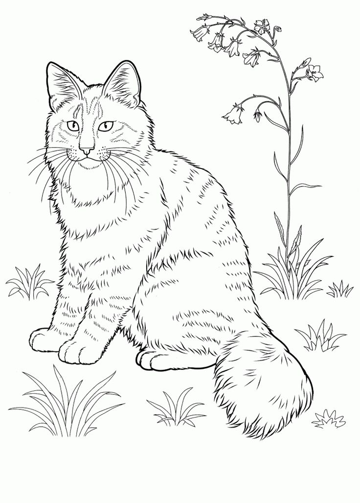 Realistic cat coloring pages for adults Ohmibod porn gay