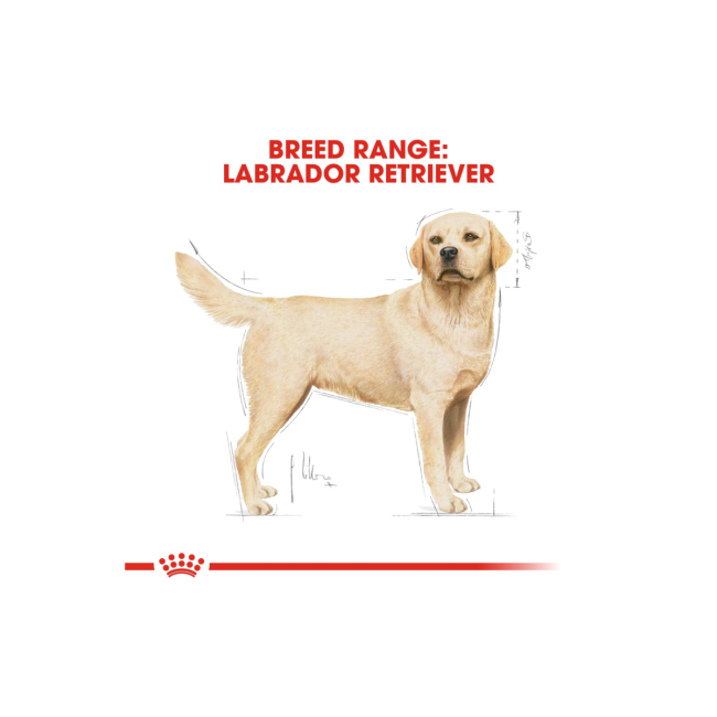 Royal canin labrador retriever adult Spicy adult books