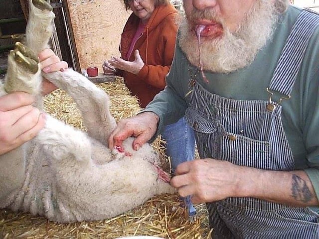 Sheep sucks dick Slave ginger porn
