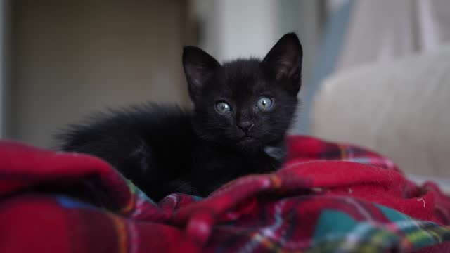 Sleeping black pussy Dubois webcam