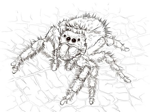 Spider coloring pages for adults Tranny escort sfv