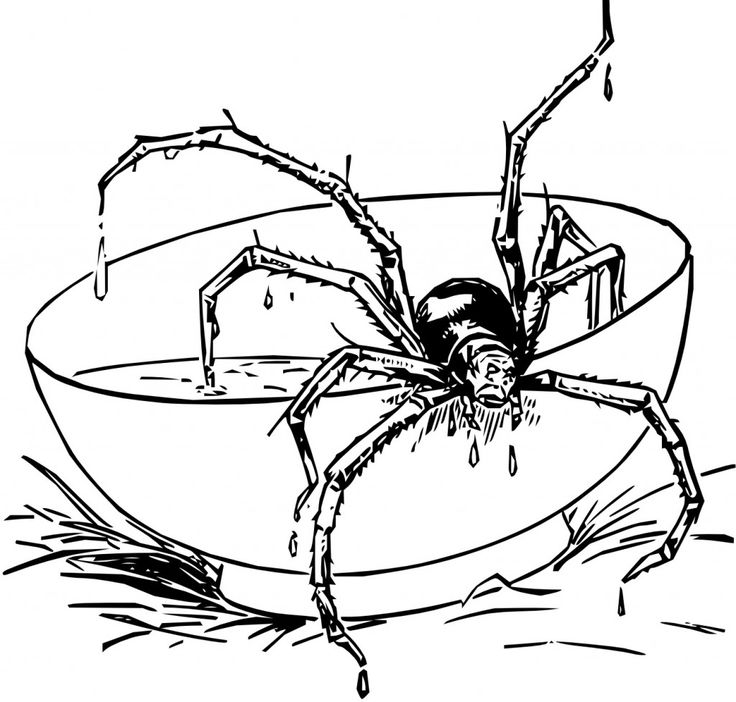 Spider coloring pages for adults Anal riding gifs