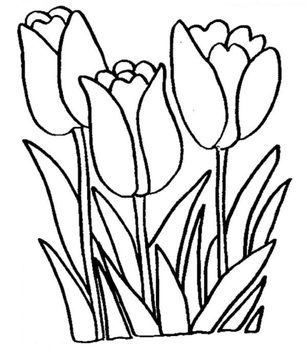 Tulip coloring pages for adults Is doris burke a lesbian