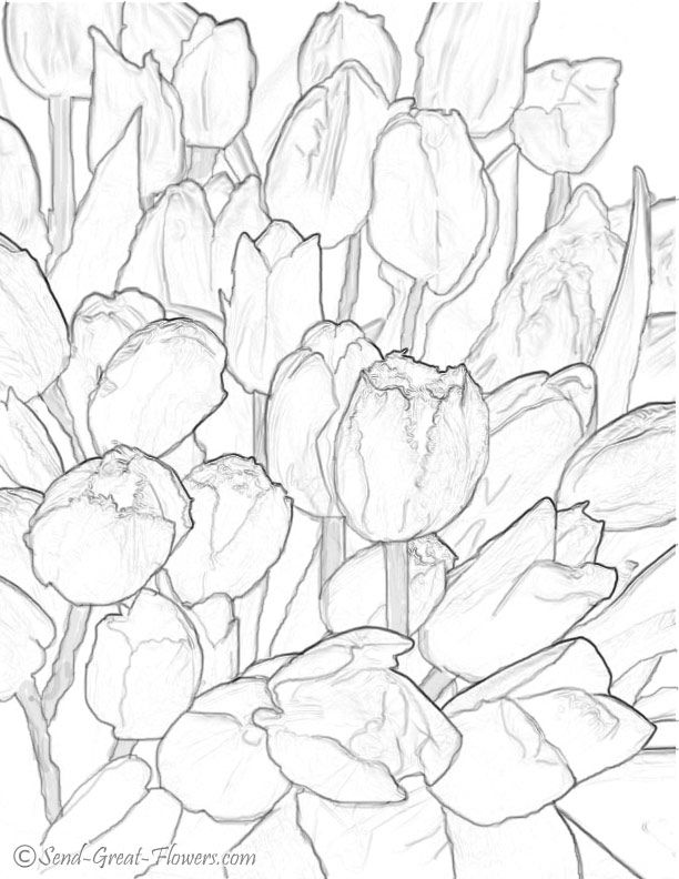 Tulip coloring pages for adults Adriana michele escort